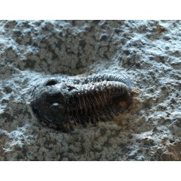 Trilobites2