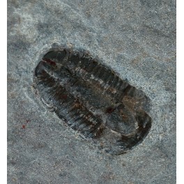 Trilobites7